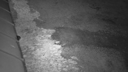 Nástup na běžecké tratě