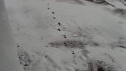 Nástup na běžecké tratě