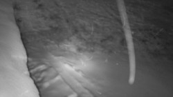 Nástup na běžecké tratě