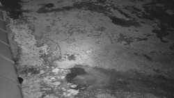 Nástup na běžecké tratě