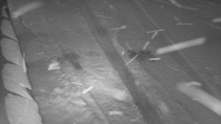 Nástup na běžecké tratě