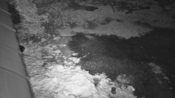 Nástup na běžecké tratě