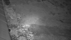 Nástup na běžecké tratě