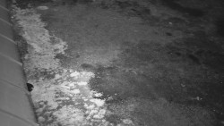 Nástup na běžecké tratě