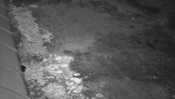 Nástup na běžecké tratě