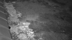 Nástup na běžecké tratě