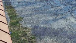 Nástup na běžecké tratě