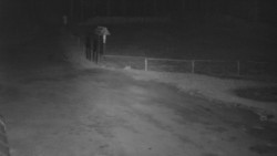 Nástup na běžecké tratě