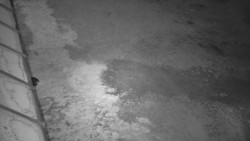 Nástup na běžecké tratě