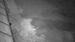 Nástup na běžecké tratě