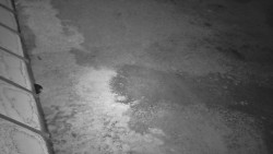 Nástup na běžecké tratě