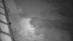 Nástup na běžecké tratě