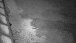 Nástup na běžecké tratě