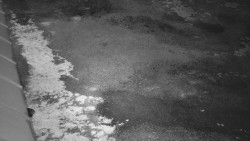 Nástup na běžecké tratě