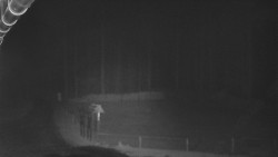 Nástup na běžecké tratě