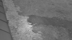 Nástup na běžecké tratě