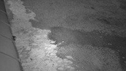 Nástup na běžecké tratě