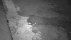 Nástup na běžecké tratě