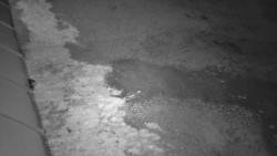 Nástup na běžecké tratě