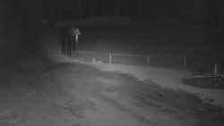 Nástup na běžecké tratě