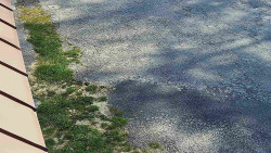 Nástup na běžecké tratě