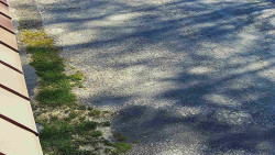 Nástup na běžecké tratě