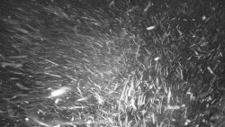 Lyžařské svahy, Smrk, Lysá hora