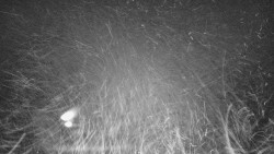 Lyžařské svahy, Smrk, Lysá hora