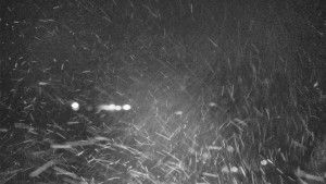 Skiareál Bílá - Lyžařské svahy, Smrk, Lysá hora - 14.12.2025 v 00:30 Skiareál Bílá - Lyžařské svahy, Smrk, Lysá hora - 14.12.2025 v 00:30