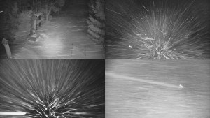 Skiareál Bílá - Sdružený snímek - 31.12.2025 v 01:01 Skiareál Bílá - Sdružený snímek - 31.12.2025 v 01:01