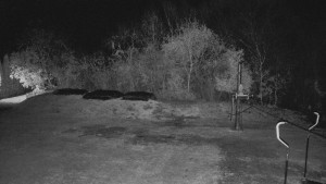 TJ Němčičky - Otočná kamera  - 5.11.2024 v 05:00 TJ Němčičky - Otočná kamera  - 5.11.2024 v 05:00