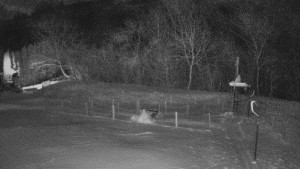 TJ Němčičky - Koberec - 1.1.2026 v 02:00 TJ Němčičky - Koberec - 1.1.2026 v 02:00