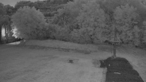 TJ Němčičky - Koberec - 16.6.2026 v 04:00 TJ Němčičky - Koberec - 16.6.2026 v 04:00
