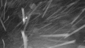 Skiareál Mezivodí - Ski Mezivodí  - 21.11.2023 v 20:00 Skiareál Mezivodí - Ski Mezivodí  - 21.11.2023 v 20:00