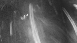 Skiareál Mezivodí - Ski Mezivodí - 5.2.2025 v 22:00 Skiareál Mezivodí - Ski Mezivodí - 5.2.2025 v 22:00