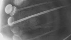 Bludný - Rajnochovice Troják