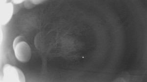 Bludný - Rajnochovice Troják - Bludný - Rajnochovice Troják - 24.2.2026 v 02:00 Bludný - Rajnochovice Troják - Bludný - Rajnochovice Troják - 24.2.2026 v 02:00