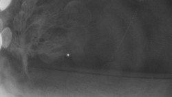 Bludný - Rajnochovice Troják