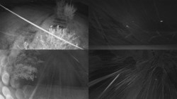 Sdružený snímek Bludný