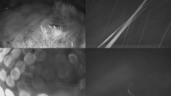 Sdružený snímek Bludný