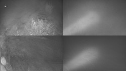 Sdružený snímek Bludný