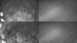 Sdružený snímek Bludný