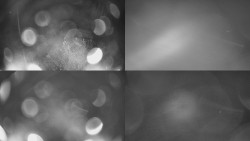 Sdružený snímek Bludný