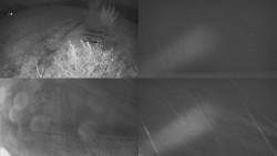 Sdružený snímek Bludný