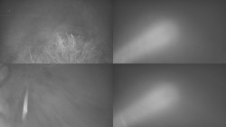 Sdružený snímek Bludný