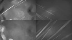 Sdružený snímek Bludný