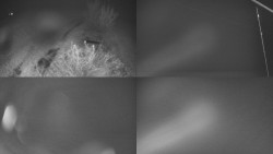 Sdružený snímek Bludný