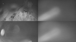 Sdružený snímek Bludný