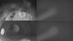 Sdružený snímek Bludný