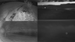 Sdružený snímek Bludný